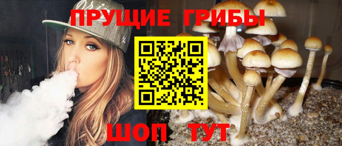 Галлюциногенные грибы Psilocybine cubensis Красный Сулин